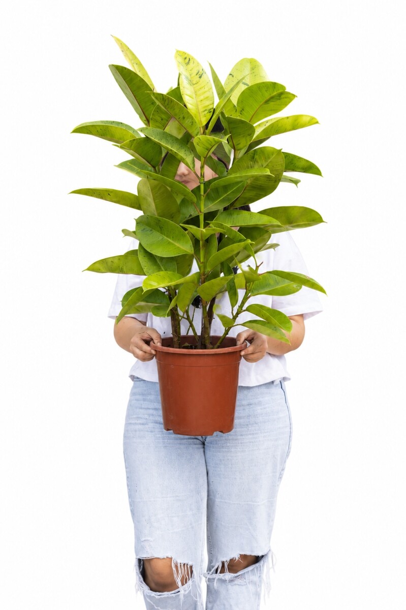 FICUS ELASTICA (GOMERO) SHIVERIANA L VARIAS RAMAS 