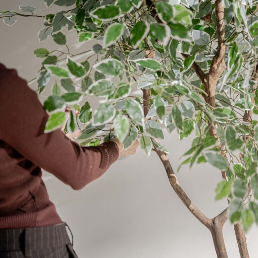 Planta / Ficus Varigata 1.75 m Planta / Ficus Varigata 1.75 m