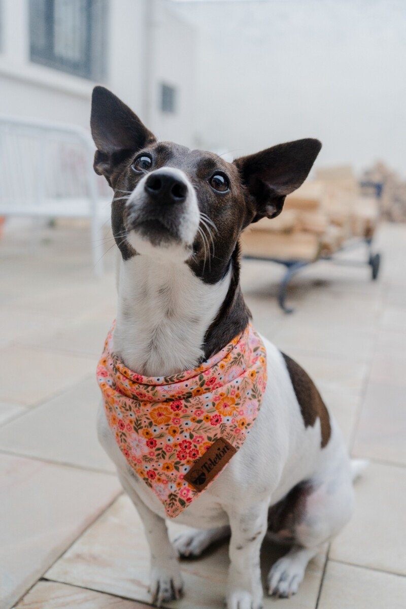 Bandanas para tu mascota 