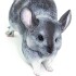 Muñeco Figura Safari Chinchilla Juguete Animal Infantil Muñeco Figura Safari Chinchilla Juguete Animal Infantil