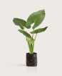 Alocasia Odora - H: 1m Alocasia Odora - H: 1m