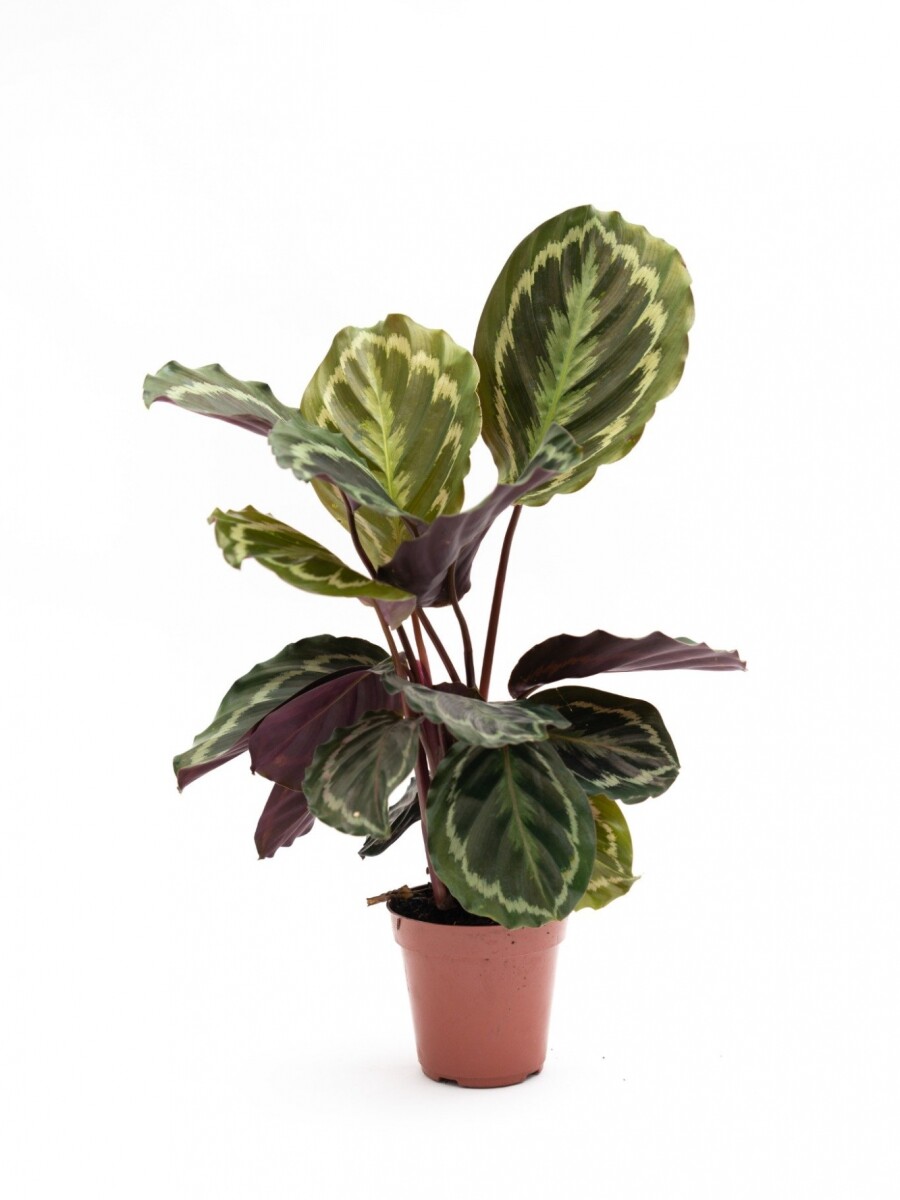 CALATHEA VARIADA CALATHEA VARIADA