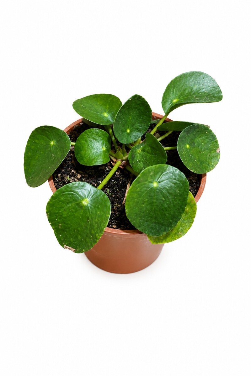 PILEA 