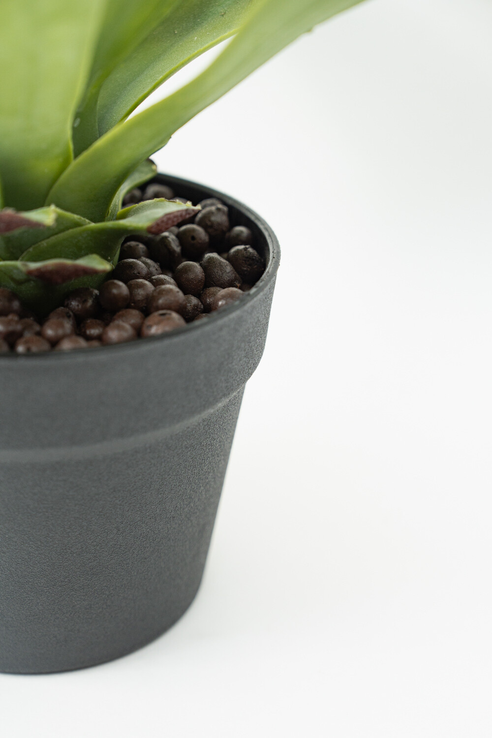 Planta Gasteria Color Unico