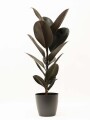 FICUS ELASTICA BURGUNDY EN PORTAMACETA PLASTICO GRAFITO