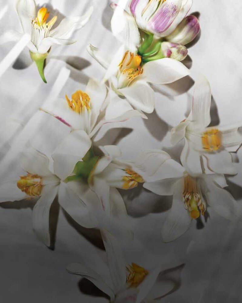 Flor de azahar de Marruecos