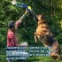JUGUETE CON CUERDA Y PELOTA PARA PERROS JUGUETE CON CUERDA Y PELOTA PARA PERROS
