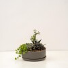PAILA CERAMICA CON SUCULENTAS (TERRARIO) GRIS