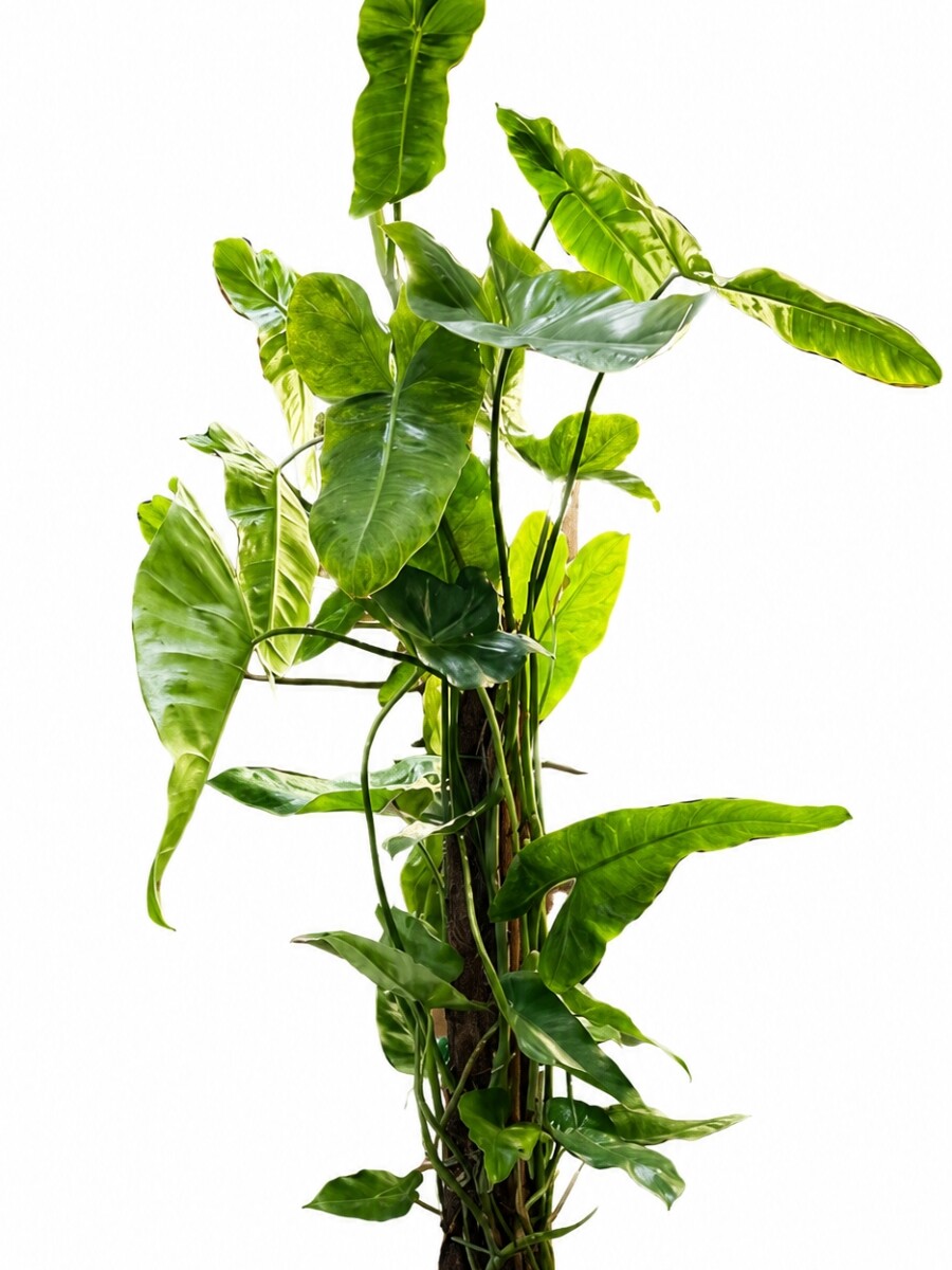 PHILODENDRON VARIEGADO AMARILLO Y VERDE PHILODENDRON VARIEGADO AMARILLO Y VERDE