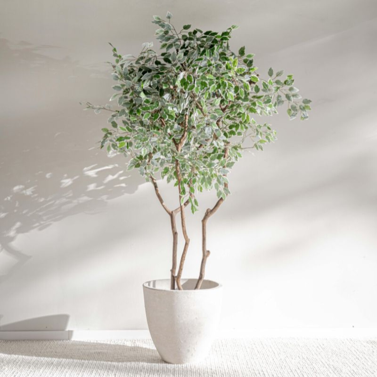 Planta / Ficus Varigata 1.75 m 