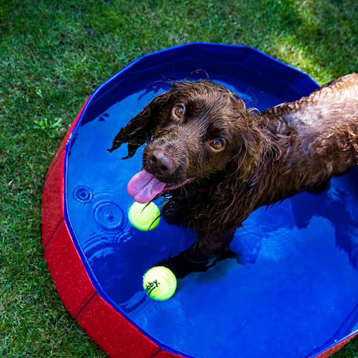 Piscina Baño Plegable Para Mascotas Perro 80 X 30 Cm Chica — Atrix