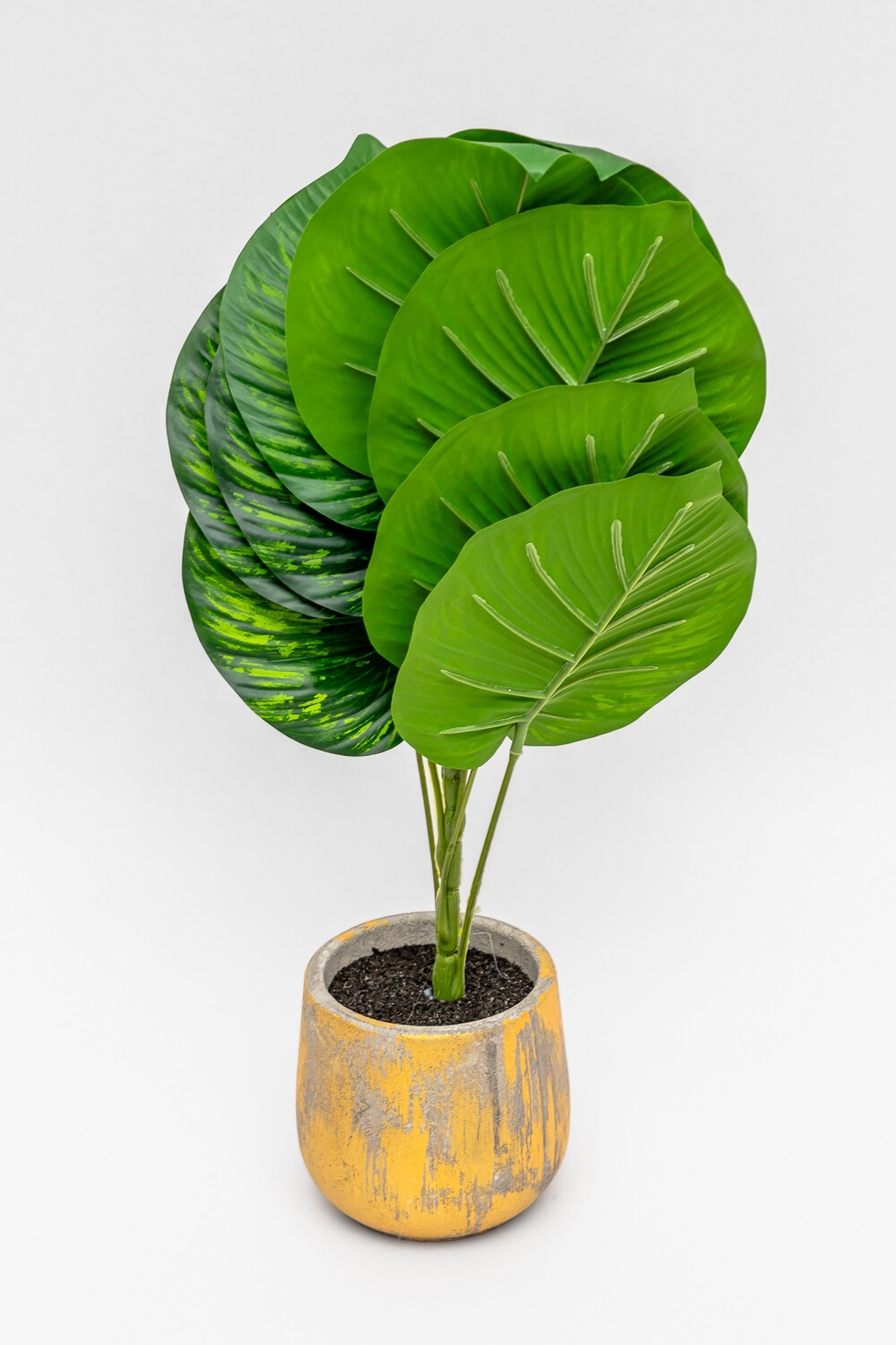 Planta Verdalia Mix Color Unico