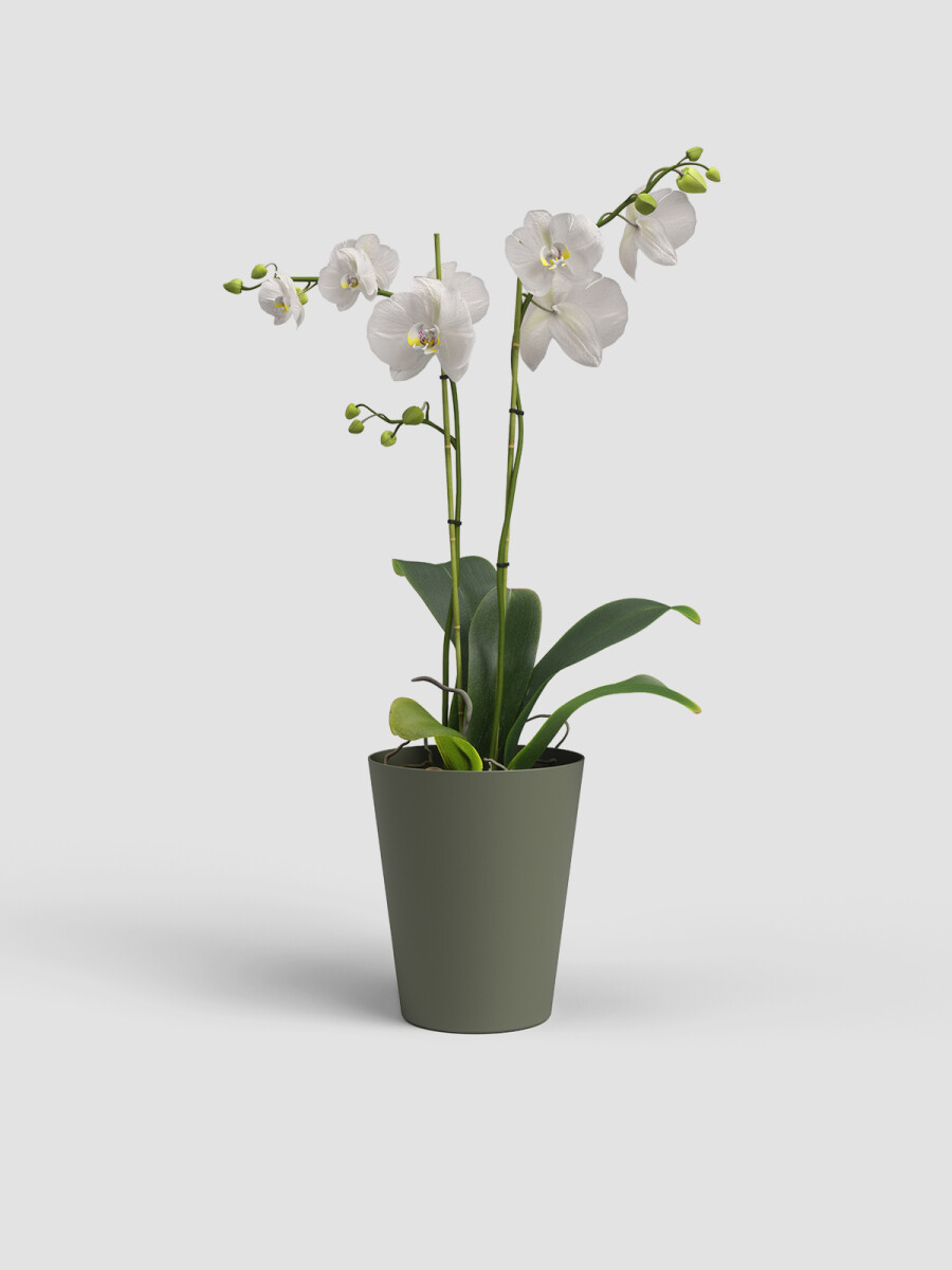 MACETA DE ORQUÍDEA PORTO VERDE