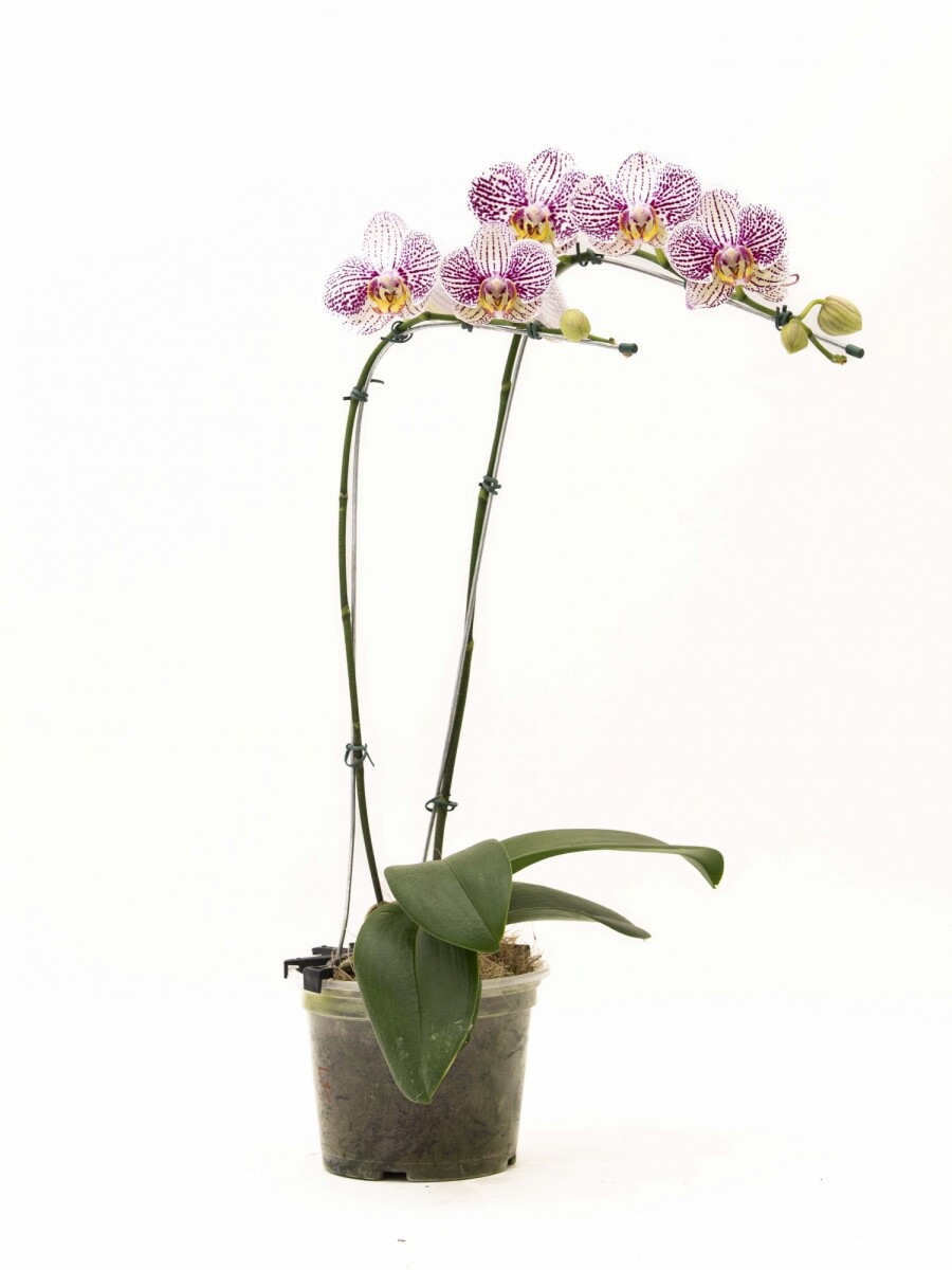 ORQUIDEA VARAS CURVAS ORQUIDEA VARAS CURVAS