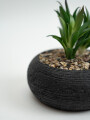 Planta Quovi Estampado 2