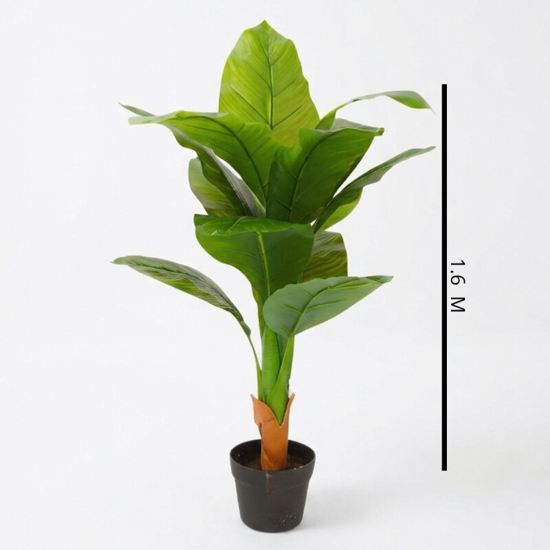 Planta Amoena Reina 1.6 Mtr Planta Amoena Reina 1.6 Mtr