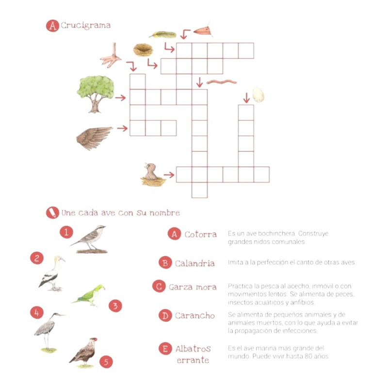 Libro Conociendo las Aves del Uruguay Pika Libro Conociendo las Aves del Uruguay Pika