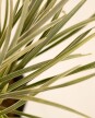 Liriope Variegado - H:30cm