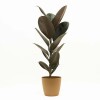 FICUS ELASTICA BURGUNDY EN PORTAMACETA PLASTICO OCHRE