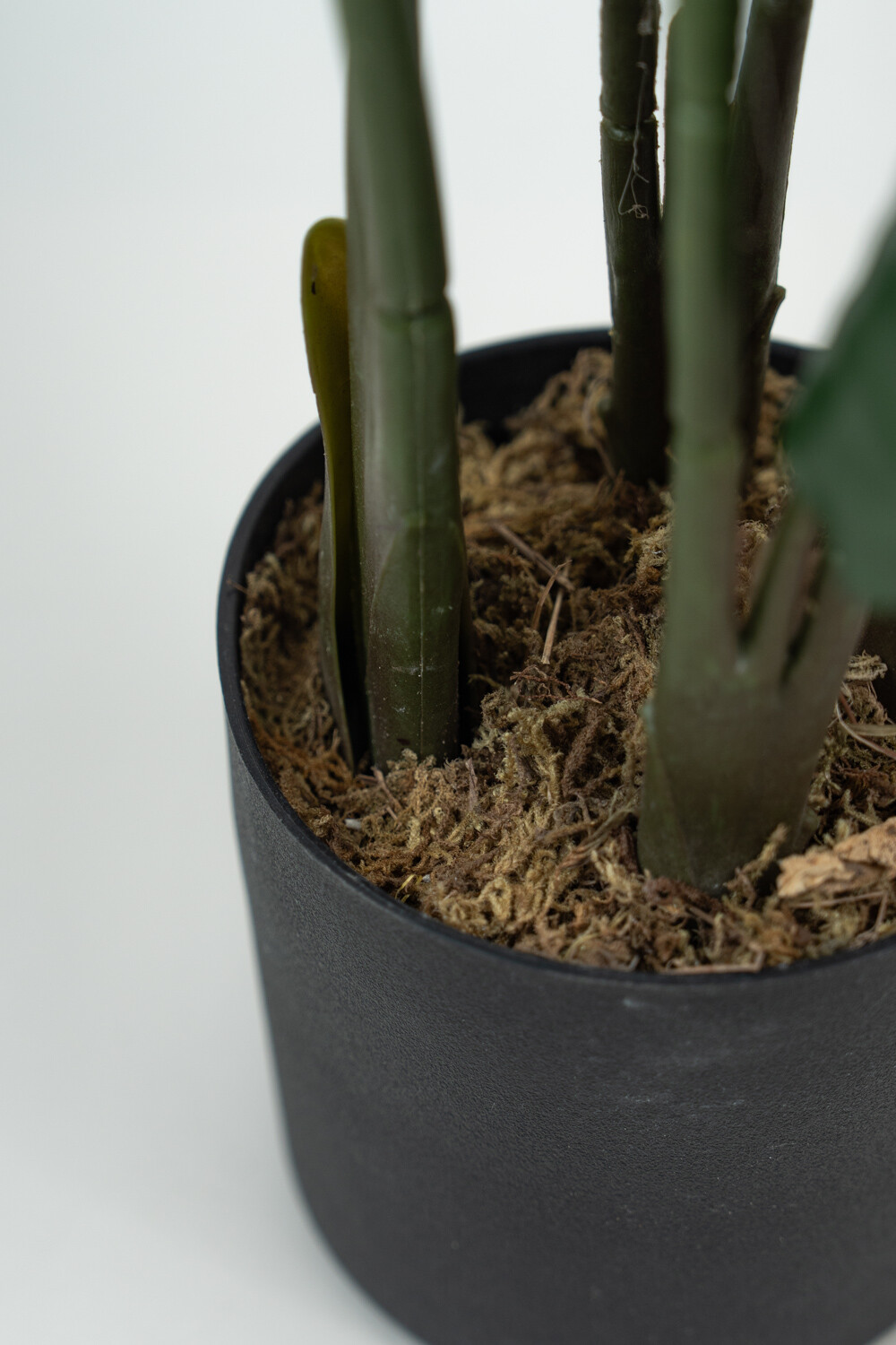 Planta Alocasia Color Unico