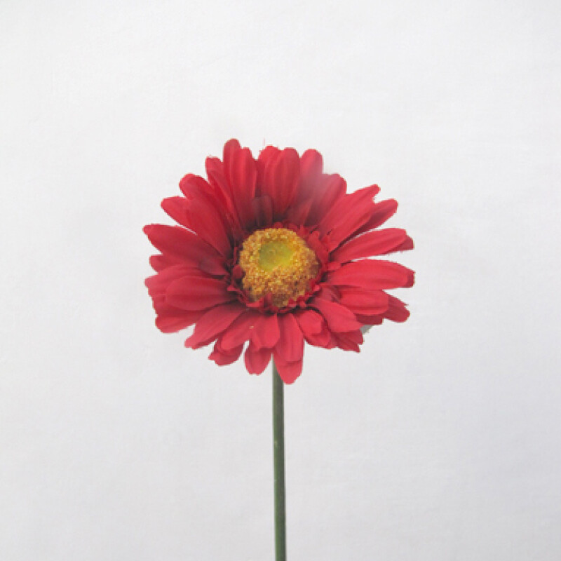 GERBERA VARA SIMPLE 56CM RED GERBERA VARA SIMPLE 56CM RED