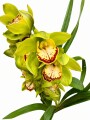 ORQUIDEA CYMBIDIUM ORQUIDEA CYMBIDIUM