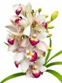 ORQUIDEA CYMBIDIUM ORQUIDEA CYMBIDIUM