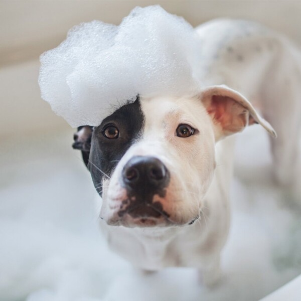 Shampoo Neutro Perro Gato Mascotas Up Clean 750Ml Limpieza Shampoo Neutro Perro Gato Mascotas Up Clean 750Ml Limpieza