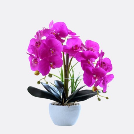 Orquidea Con Maceta Blanca Fucsia