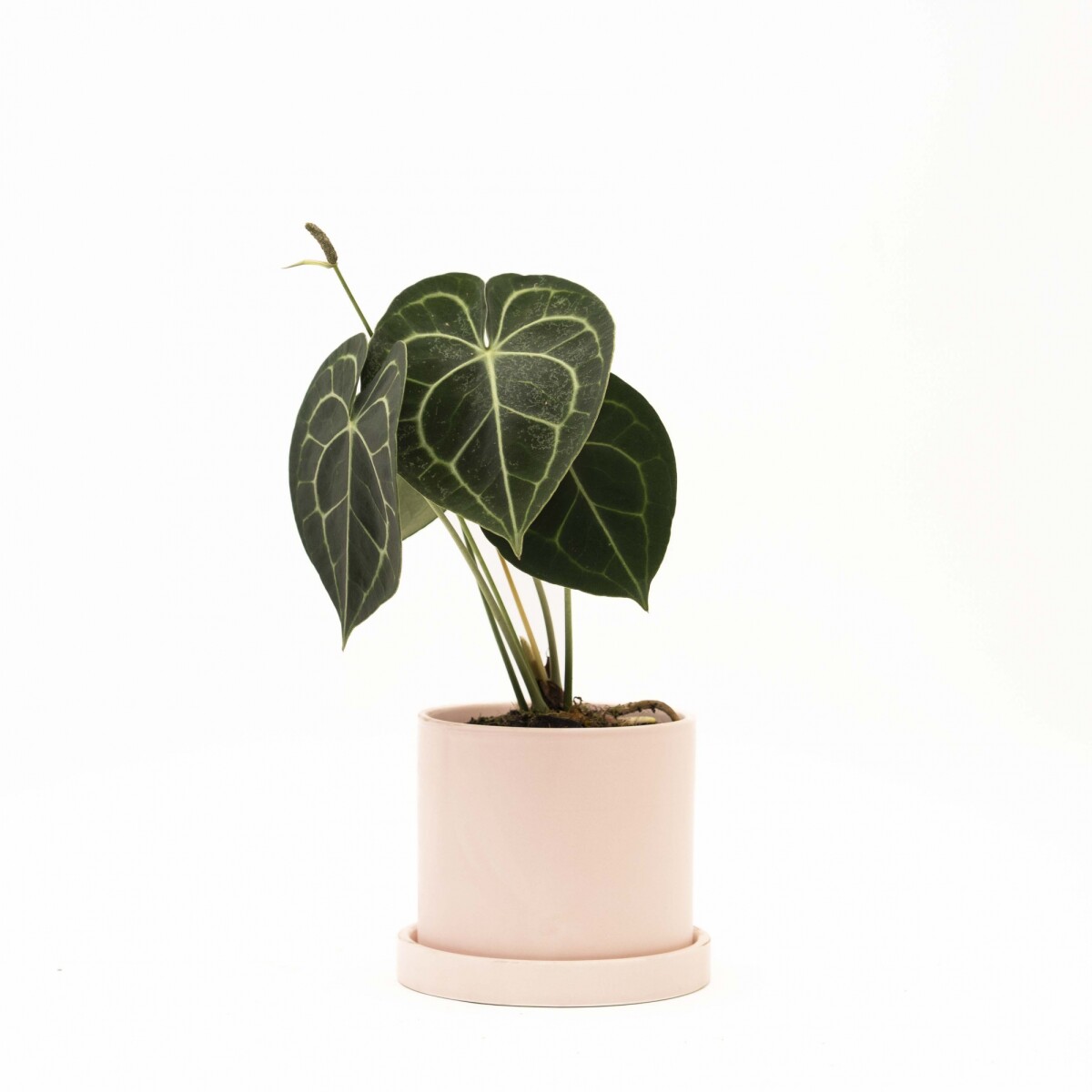 ANTHURIO CLARINERVIUM - CON MACETA CERAMICA Y PLATO ROSA 