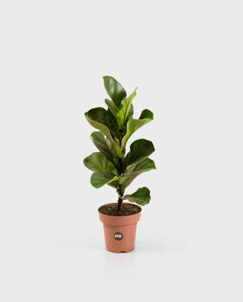 Ficus Lyrata S - H: 50cm Ficus Lyrata S - H: 50cm