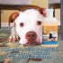 SHAMPOO GUARDIAN PET PARA PERROS Y GATOS PULGUICIDA Y PIOJICIDA 200 ML SHAMPOO GUARDIAN PET PARA PERROS Y GATOS PULGUICIDA Y PIOJICIDA 200 ML