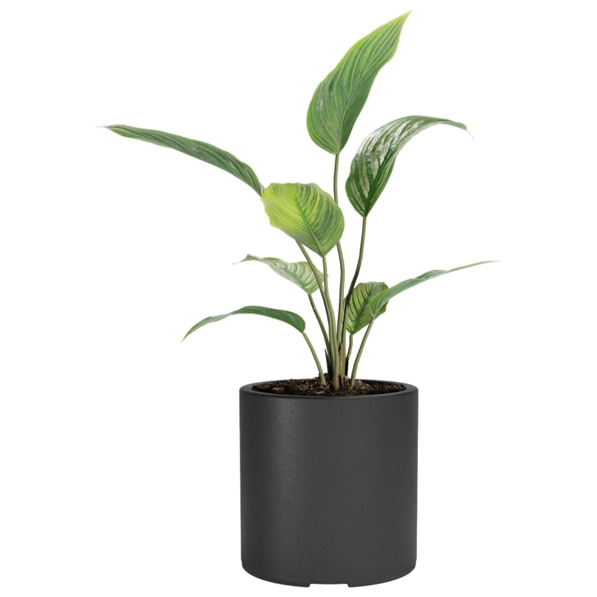 Macetero Cilindro 30 Negro Alto 30cm x 30cm diametro, 20 lts 