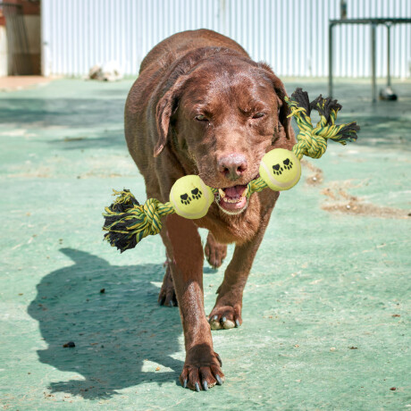 Juguete Cuerda Trenzada 2 Pelotas Tenis Nudos para Mascotas Amarillo