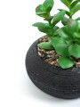 Planta Quovi Estampado 1