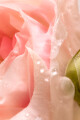 Perfume Lolita Bloom color unico