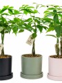 MONEY TREE (PACHIRA AQUATICA)EN MACETA CERAMICA VERDE