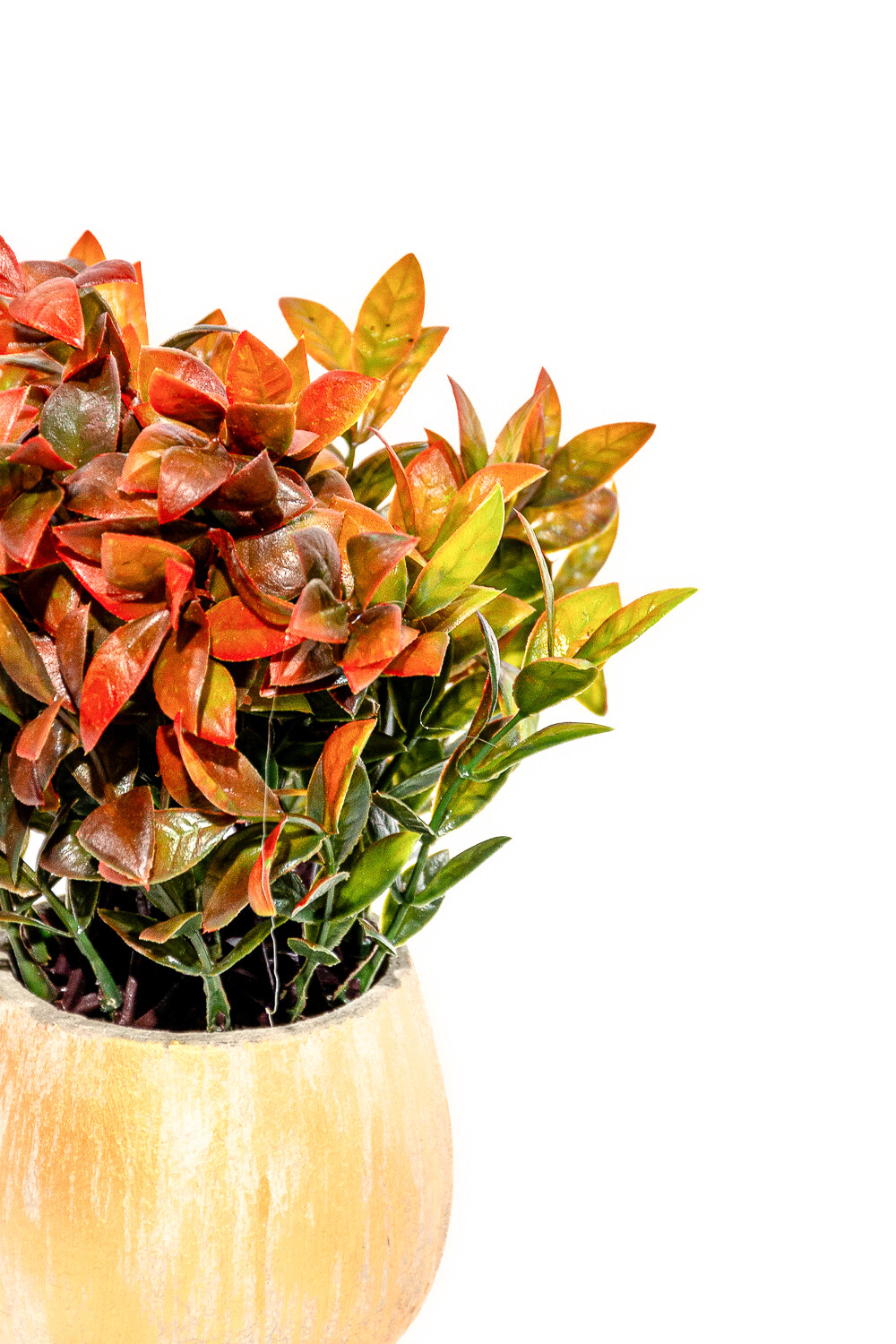 Planta Jazmín Asiático 25cm Color Unico