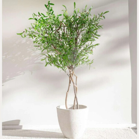 Planta/Olivo 2.00 M Planta/Olivo 2.00 M