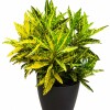 CROTON AMARILLO EN MACETA GRAFITO