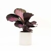 CALATHEA CON MACETA CERAMICA BLANCA