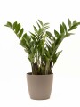 ZAMIOCULCA CON PORTAMACETA PLASTICA TAUPE