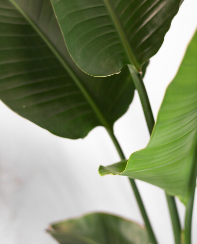 Strelitzia Nicolai M - H: 1.2m