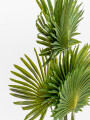 Planta Palmera China Color Unico