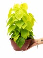 POTHUS ( POTUS ) POTHUS ( POTUS )