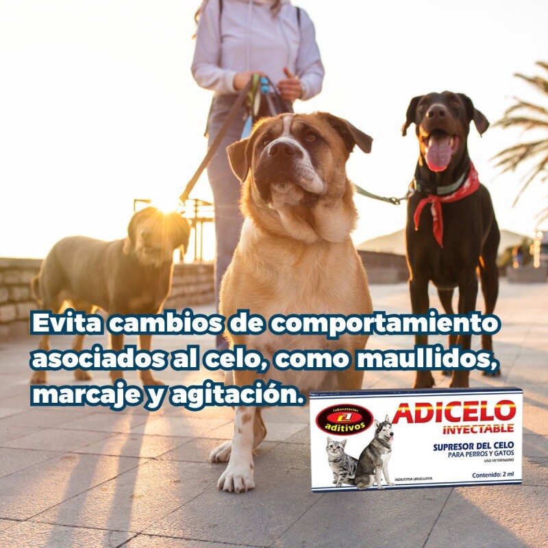 ADICELO INYECTABLE ADICELO INYECTABLE