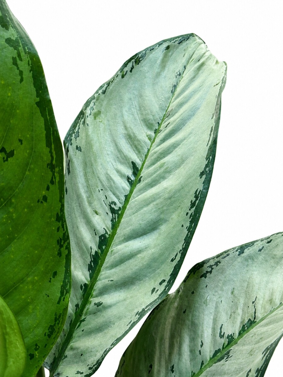 AGLAONEMA VARIADA GRANDE AGLAONEMA VARIADA GRANDE
