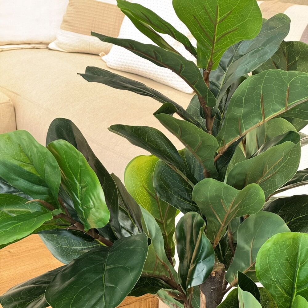 Ficus Lira - 110 cm Ficus Lira - 110 cm