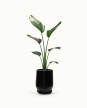 Maceta Fibrocemento c/plato - 50cm x 30cm "Modelo Avalon Negro Brillo