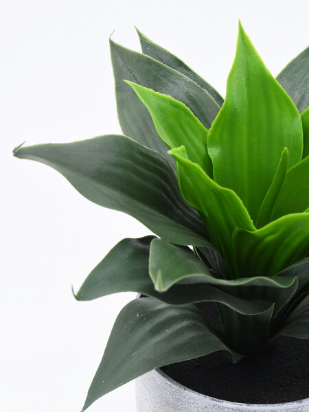PLANTA CON MACETA VERDE